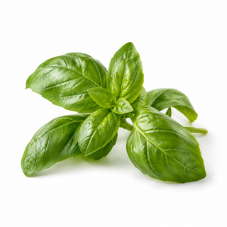 Basilic