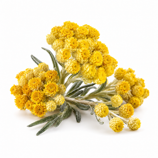 Immortelle