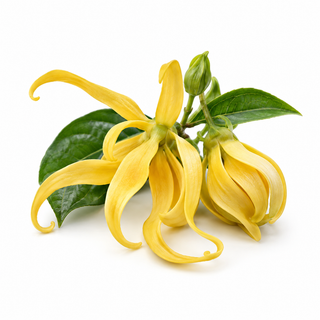 Ylang ylang